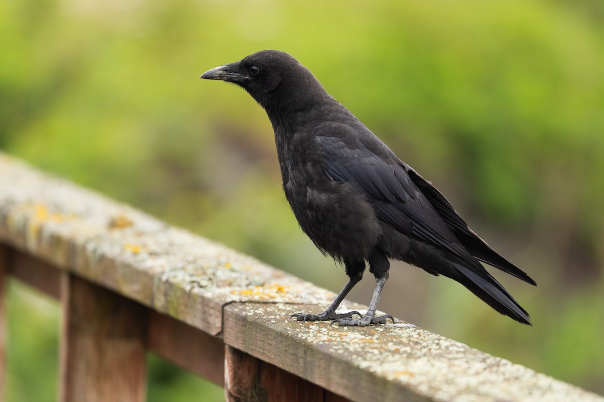 American Crow - ML622769608