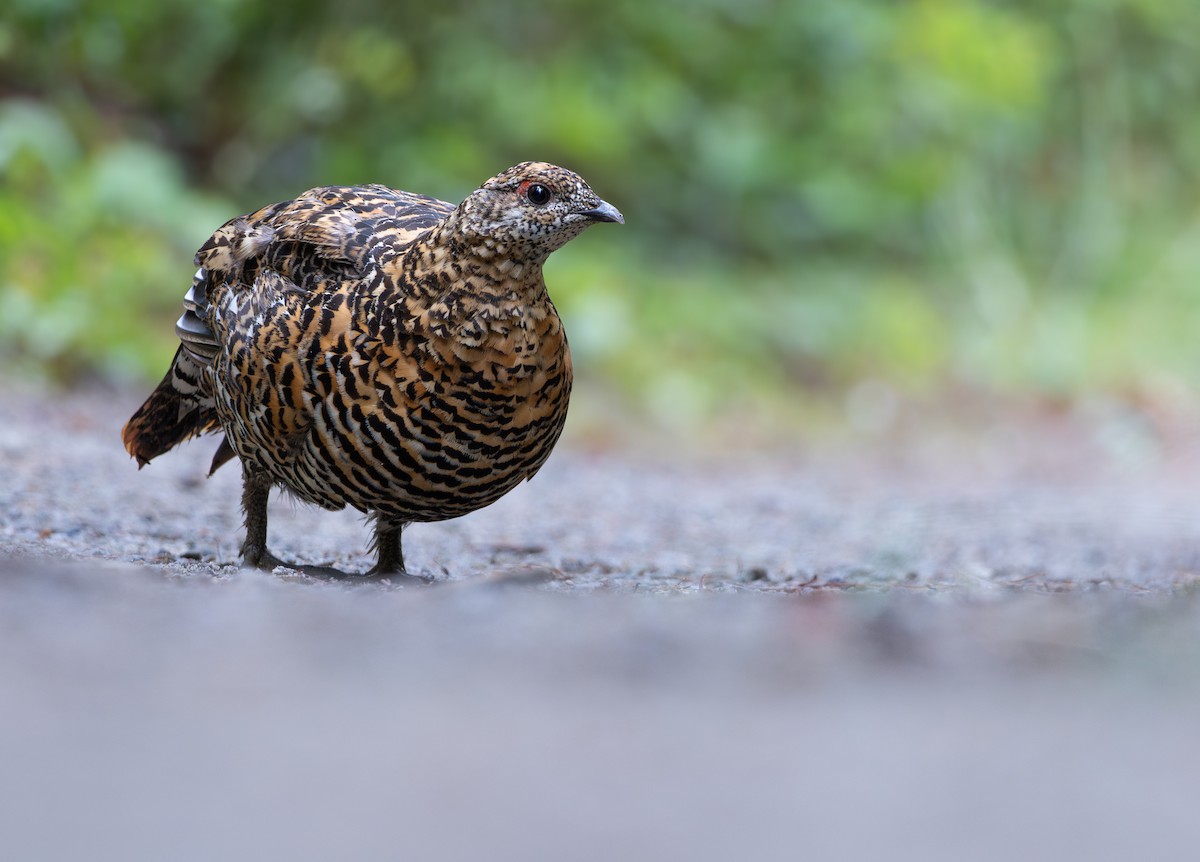 Spruce Grouse - ML622769625