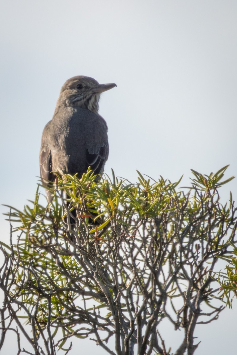 Great Shrike-Tyrant - ML622769636