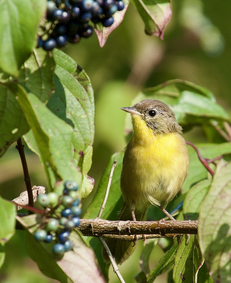 Common Yellowthroat - ML622769659