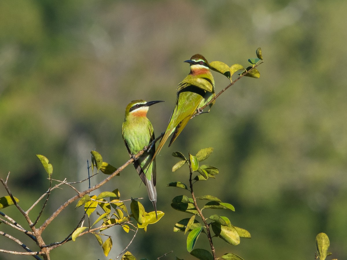 Madagaskar Arıkuşu - ML622769660