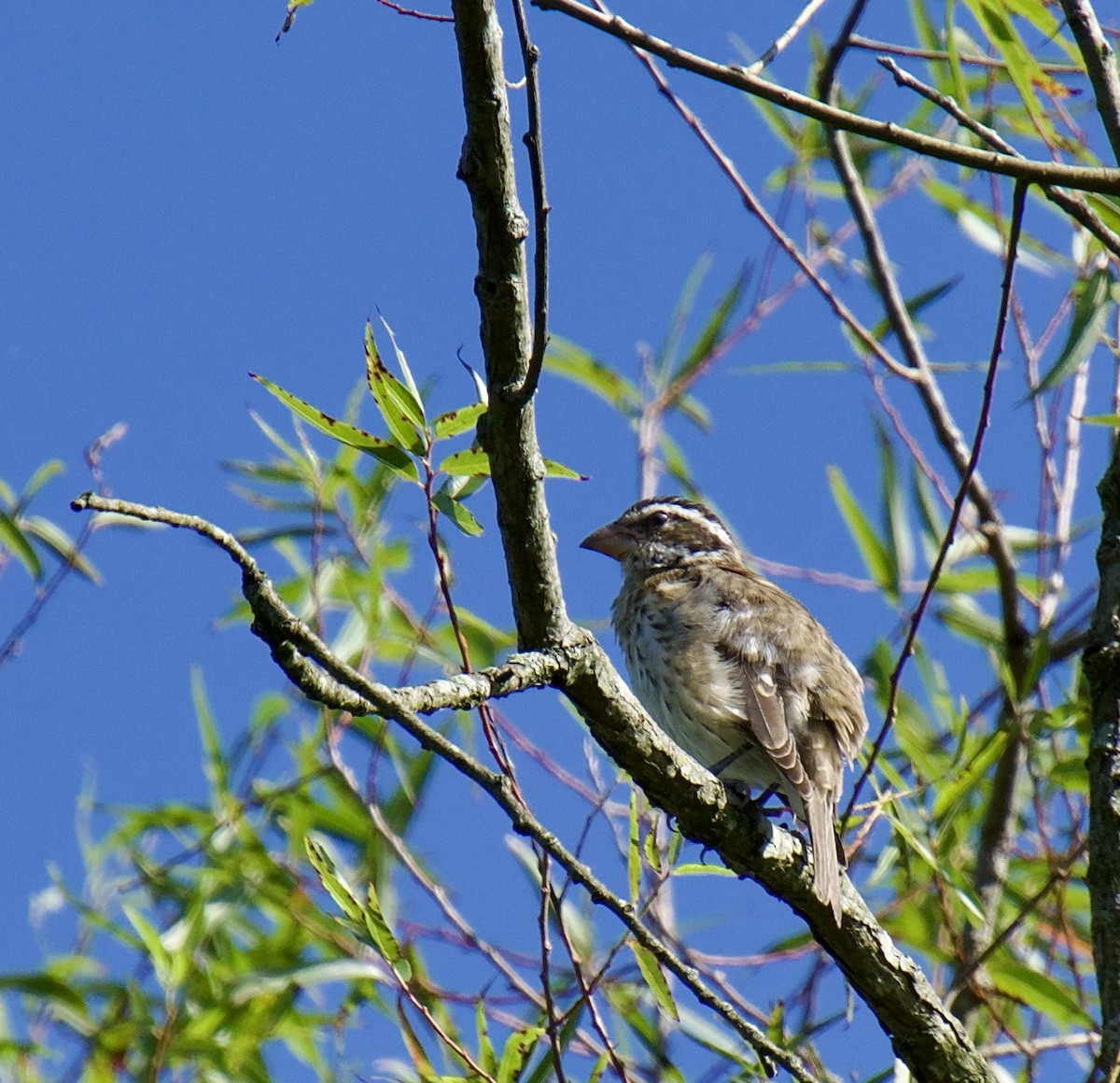 Rose-breasted Grosbeak - ML622769664