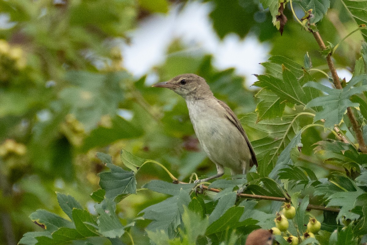 Oriental Reed Warbler - ML622769667