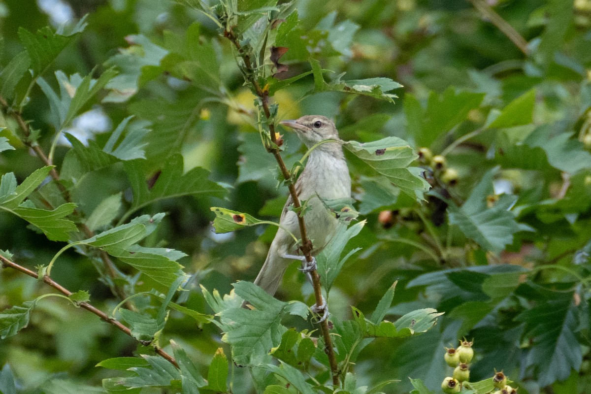 Oriental Reed Warbler - ML622769674