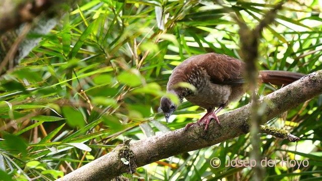 Speckled Chachalaca (Speckled) - ML622769675