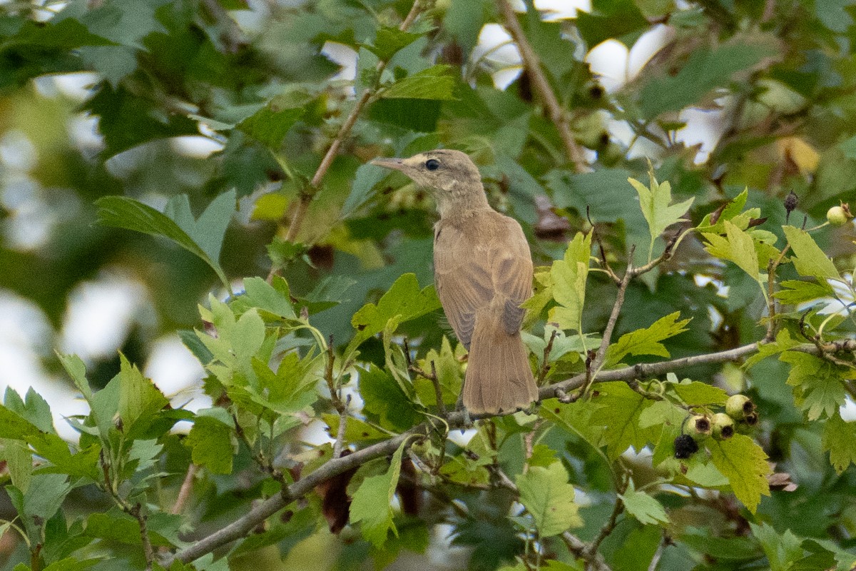 Oriental Reed Warbler - ML622769676