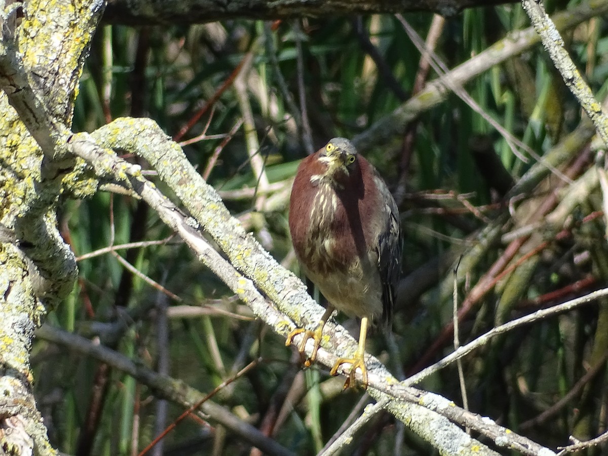 Green Heron - ML622769700