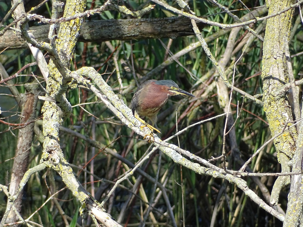 Green Heron - ML622769701