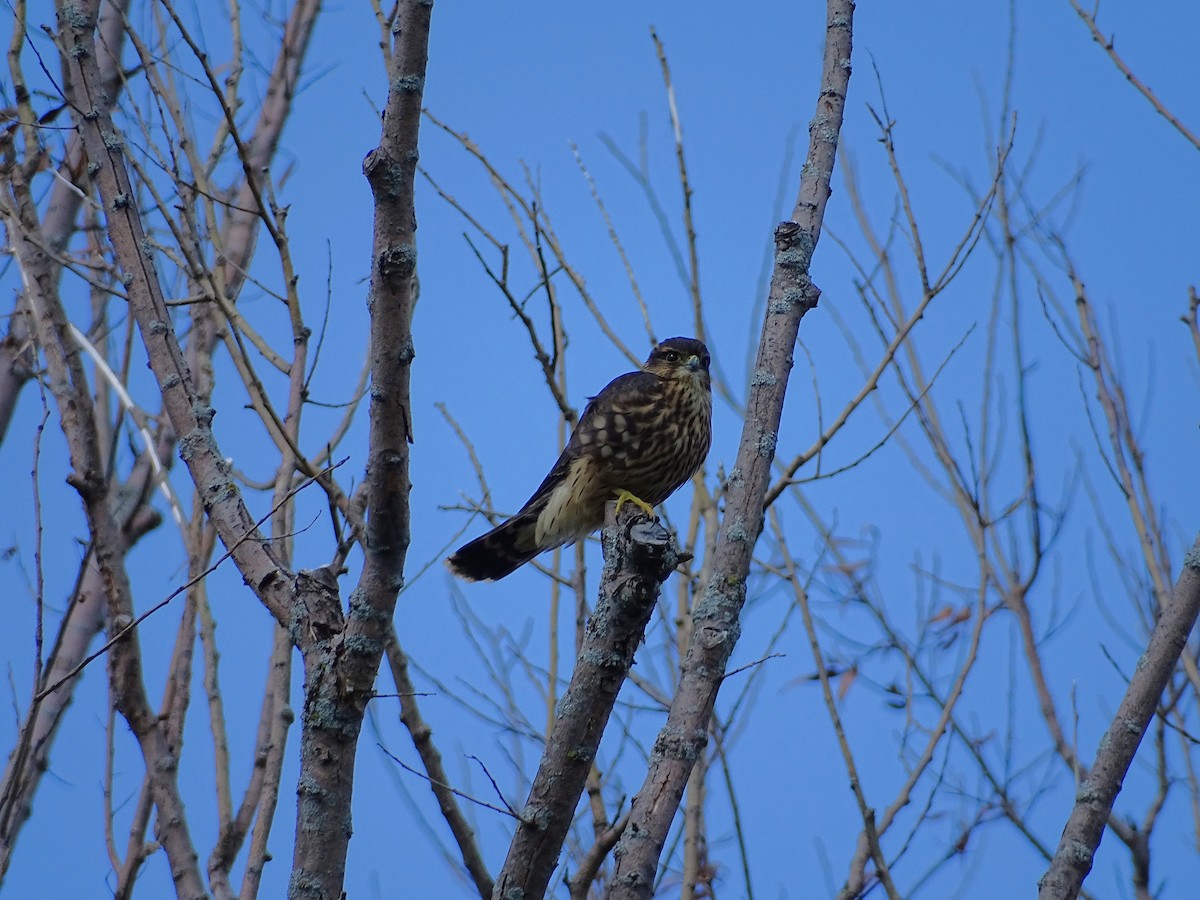 Merlin - ML622769714