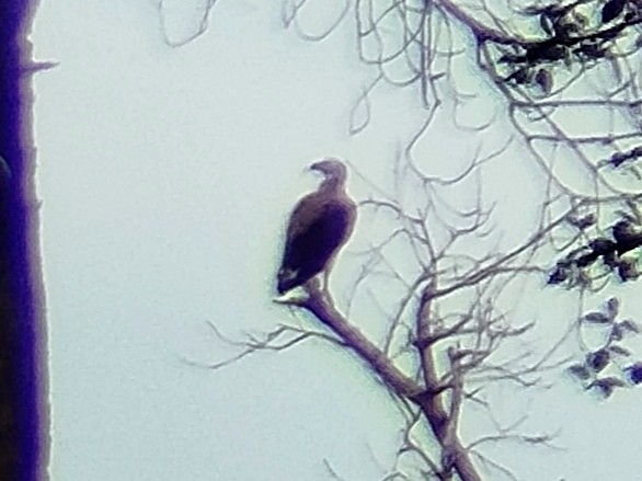 Gray-headed Fish-Eagle - Lars Mannzen