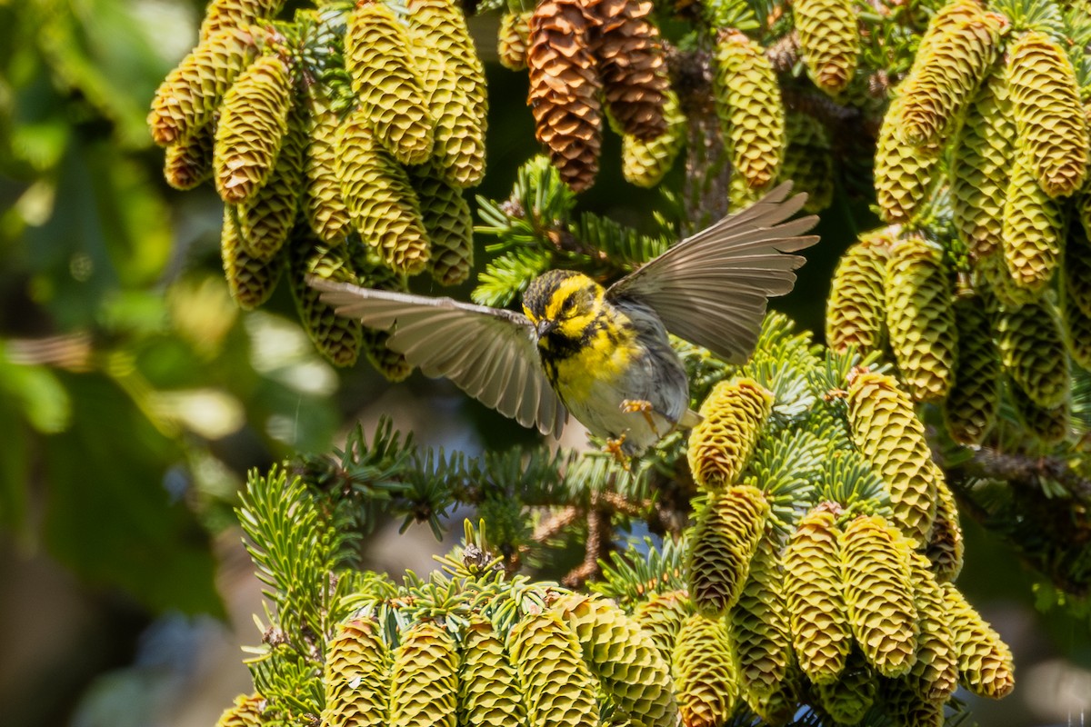 Townsend's Warbler - ML622769726