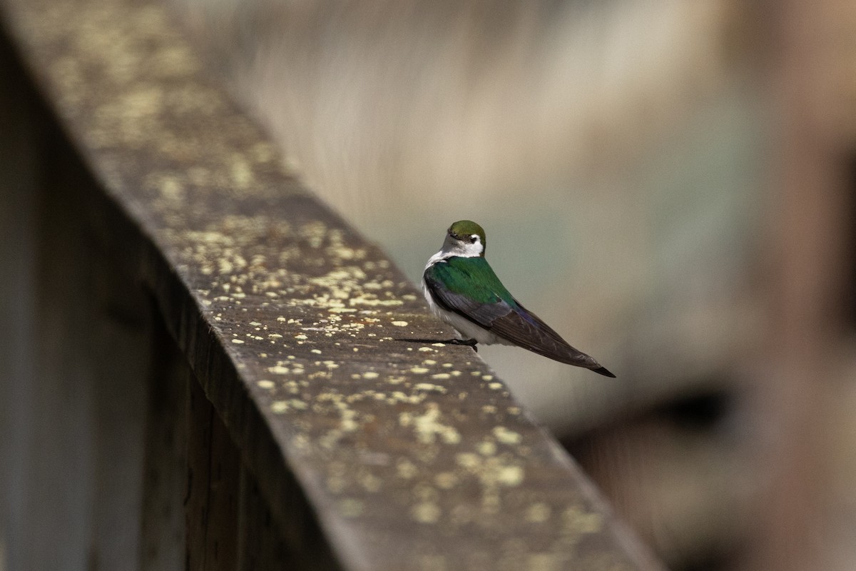 Violet-green Swallow - Nancy Davis