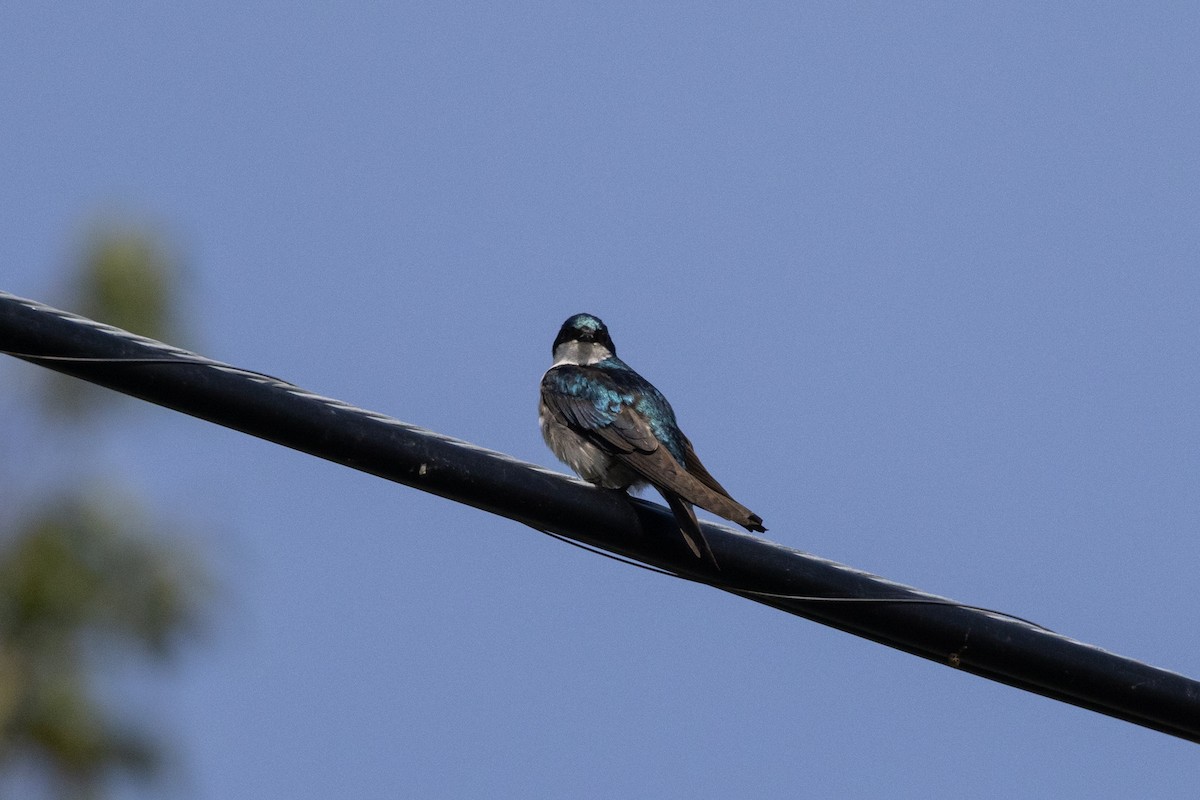 Golondrina Bicolor - ML622769823