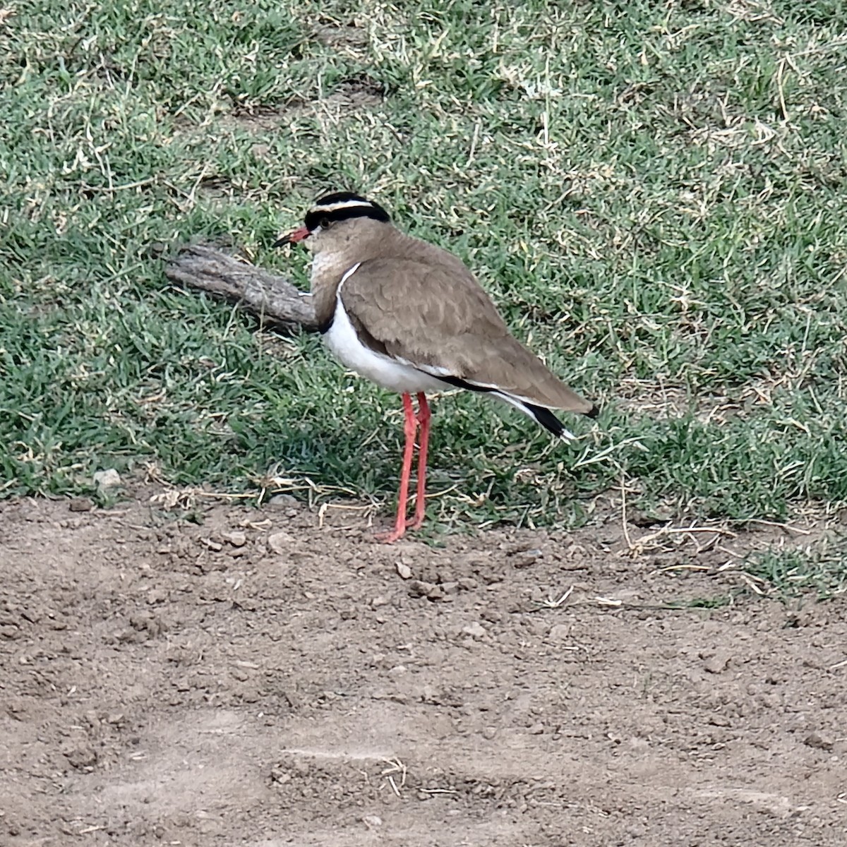 Crowned Lapwing - Matthew Strobino