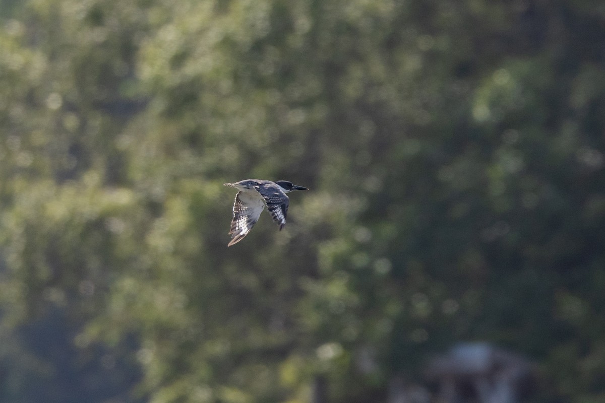 Belted Kingfisher - Nancy Davis