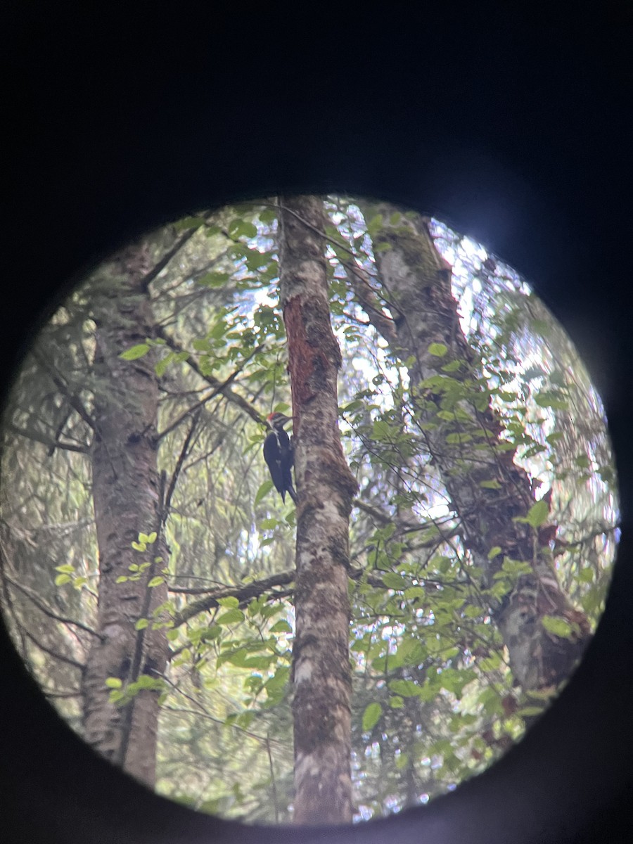 Pileated Woodpecker - ML622769866