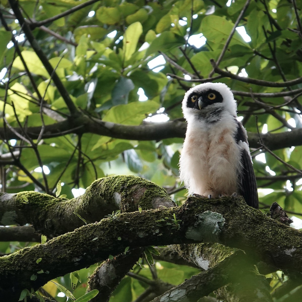 Spectacled Owl - ML622769871