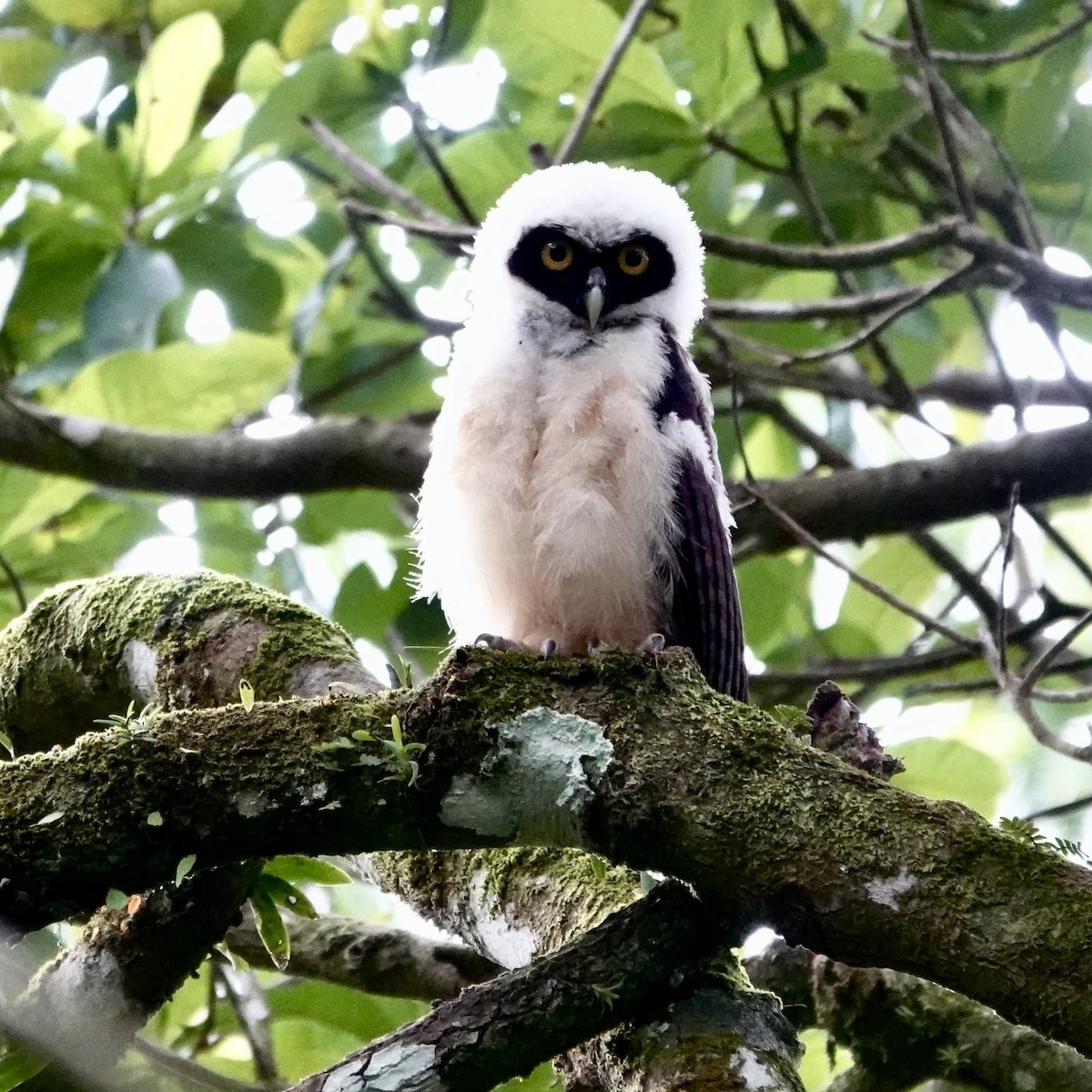 Spectacled Owl - ML622769874