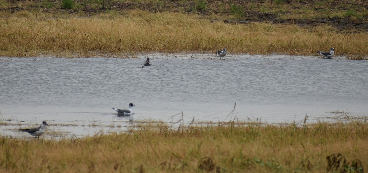 Mouette de Franklin - ML622769885