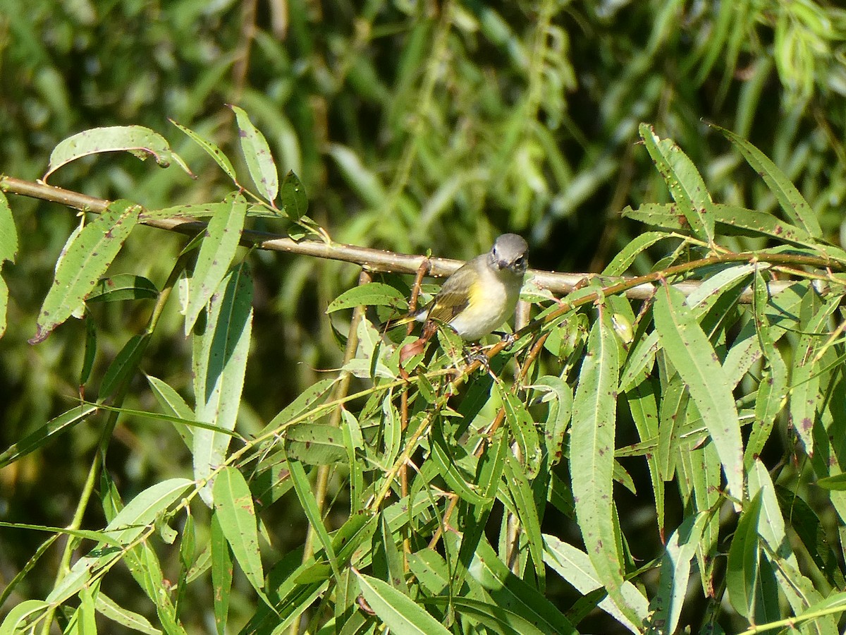 American Redstart - ML622769924