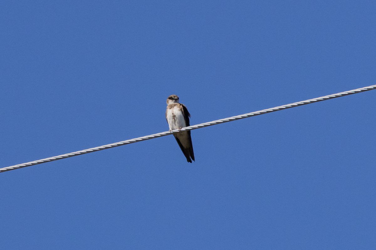 Bank Swallow - ML622769960