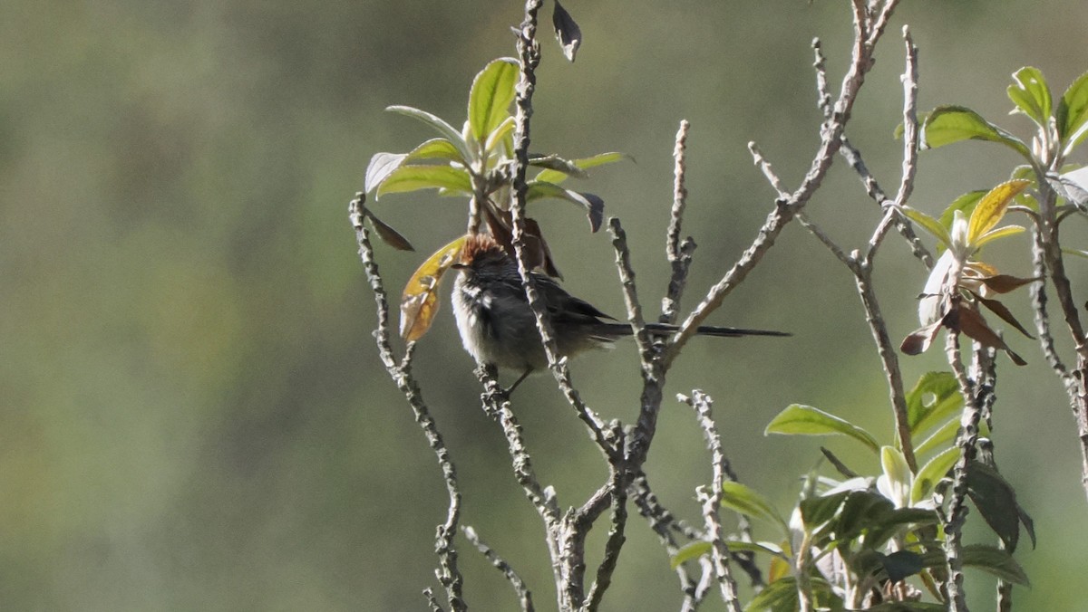 Rusty-crowned Tit-Spinetail - ML622769980