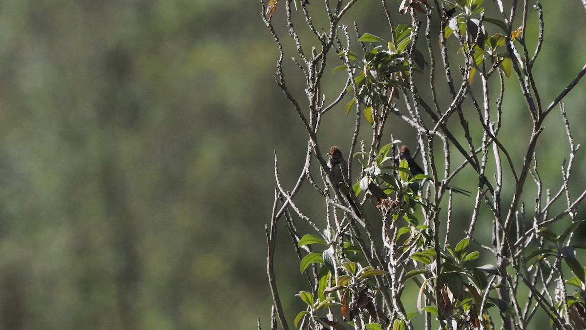 Rusty-crowned Tit-Spinetail - ML622769988