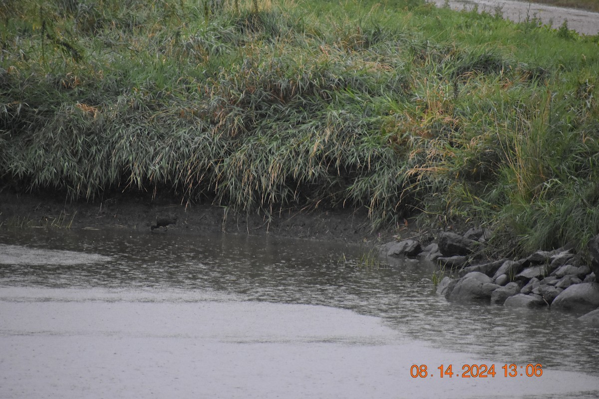 White-faced Ibis - ML622769989