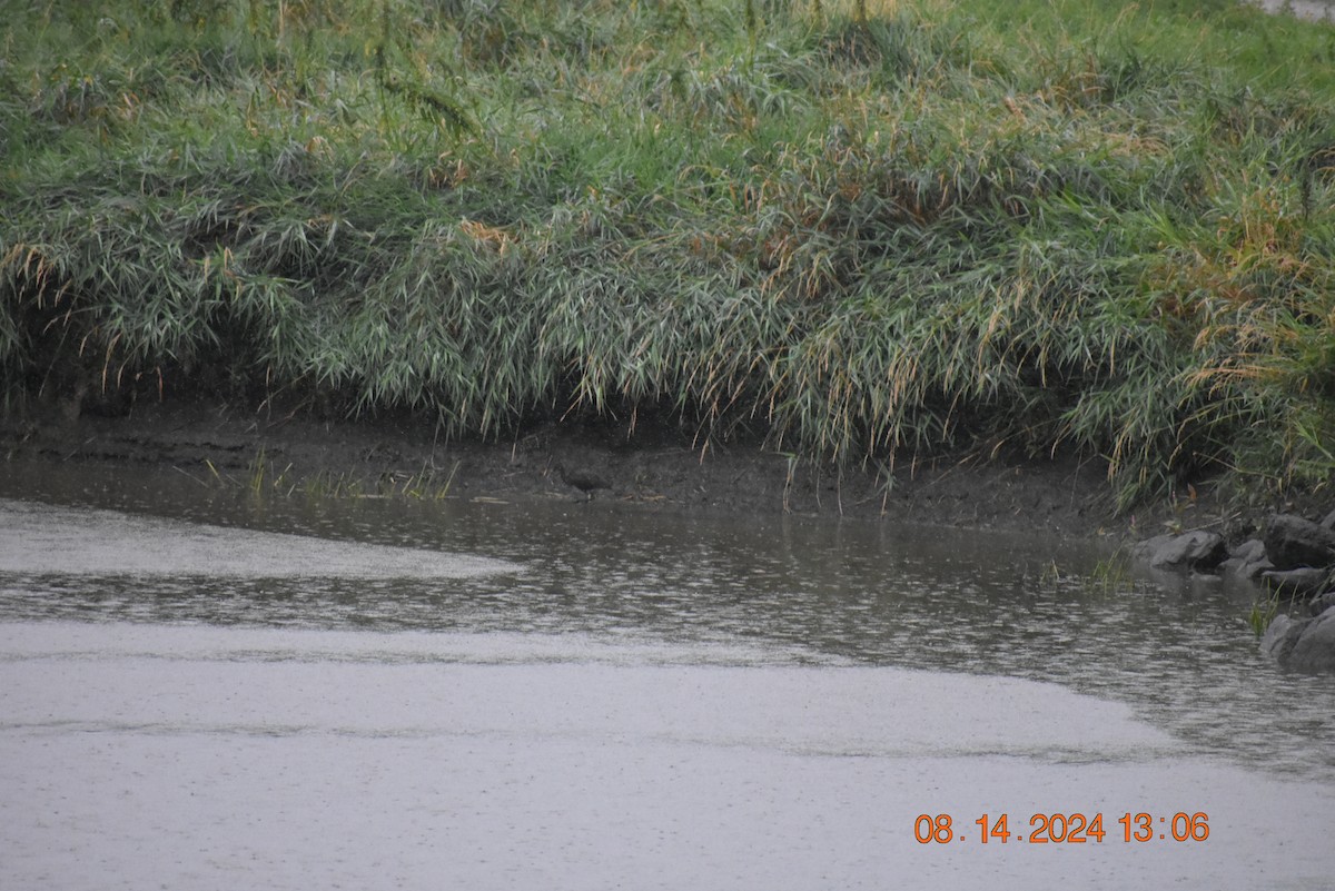 White-faced Ibis - ML622769990