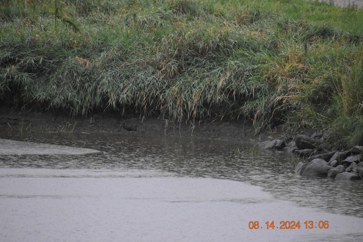 White-faced Ibis - ML622769991