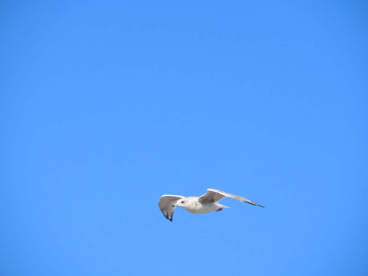 Short-billed Gull - Laura Burke