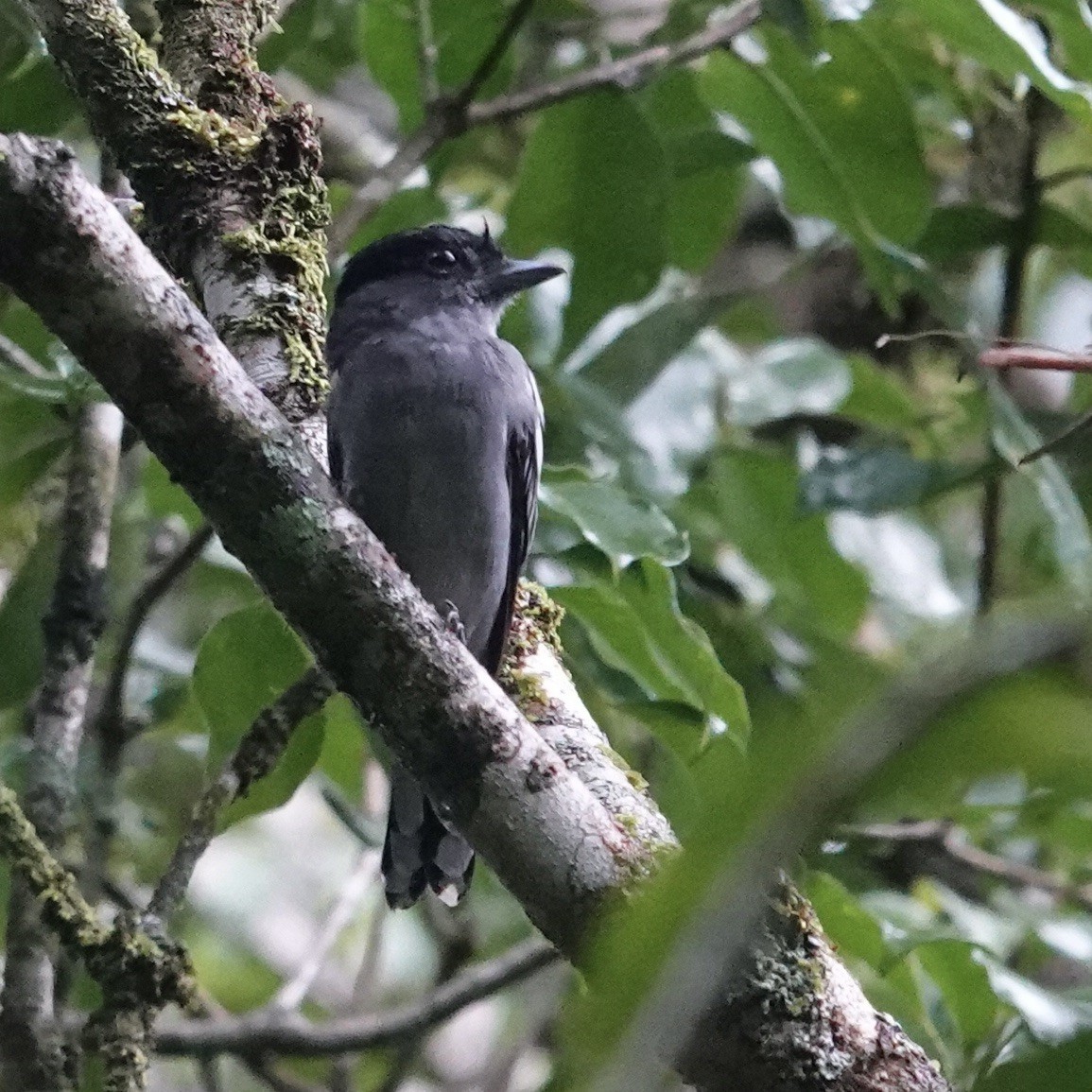 White-winged Becard - ML622770004