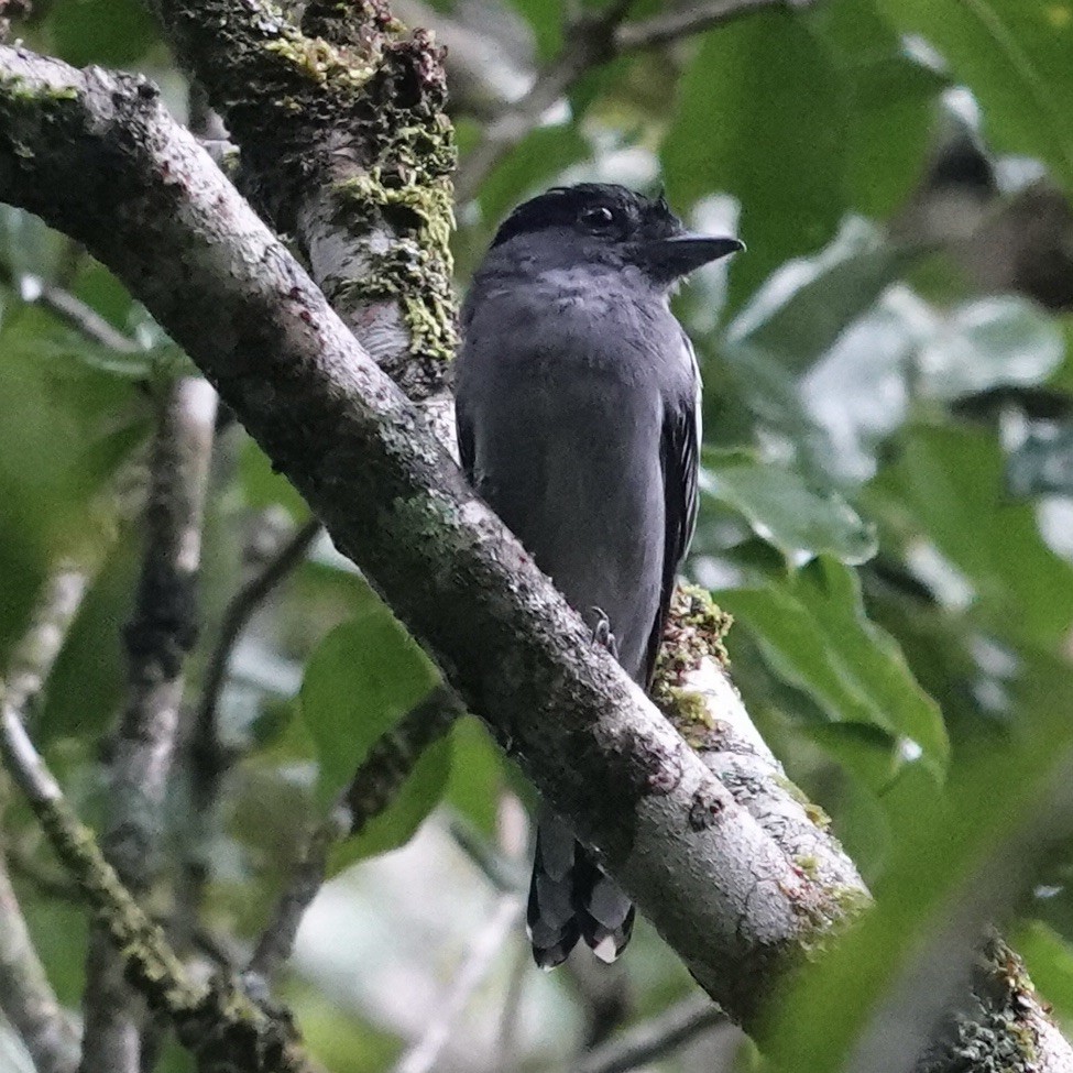 White-winged Becard - ML622770005