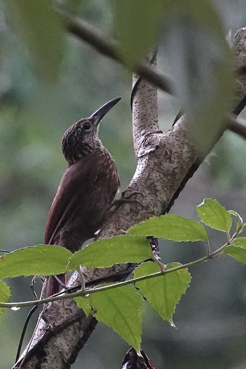 Cocoa Woodcreeper - ML622770012