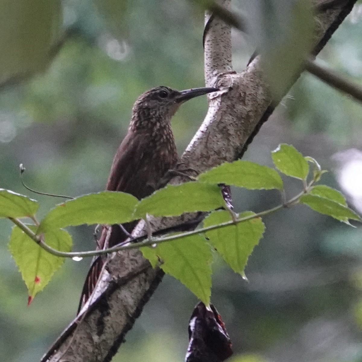 Cocoa Woodcreeper - ML622770013