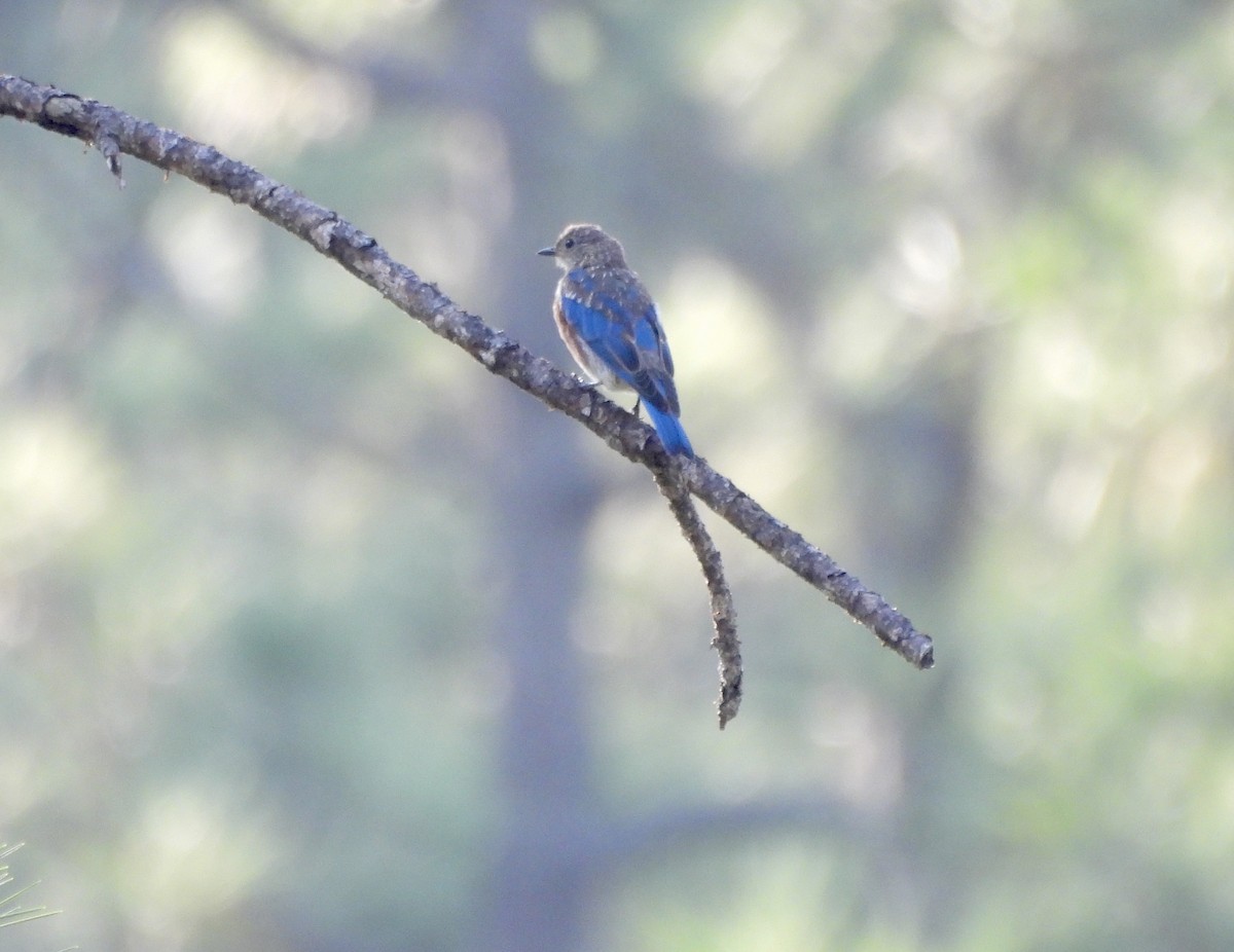 Eastern Bluebird - Mary Mehaffey