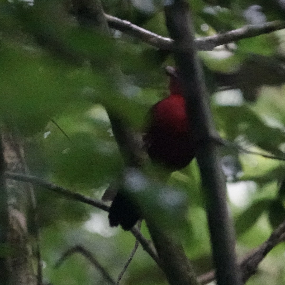 Rosy Thrush-Tanager - ML622770026