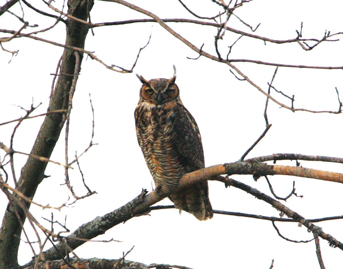 Great Horned Owl - ML622770027