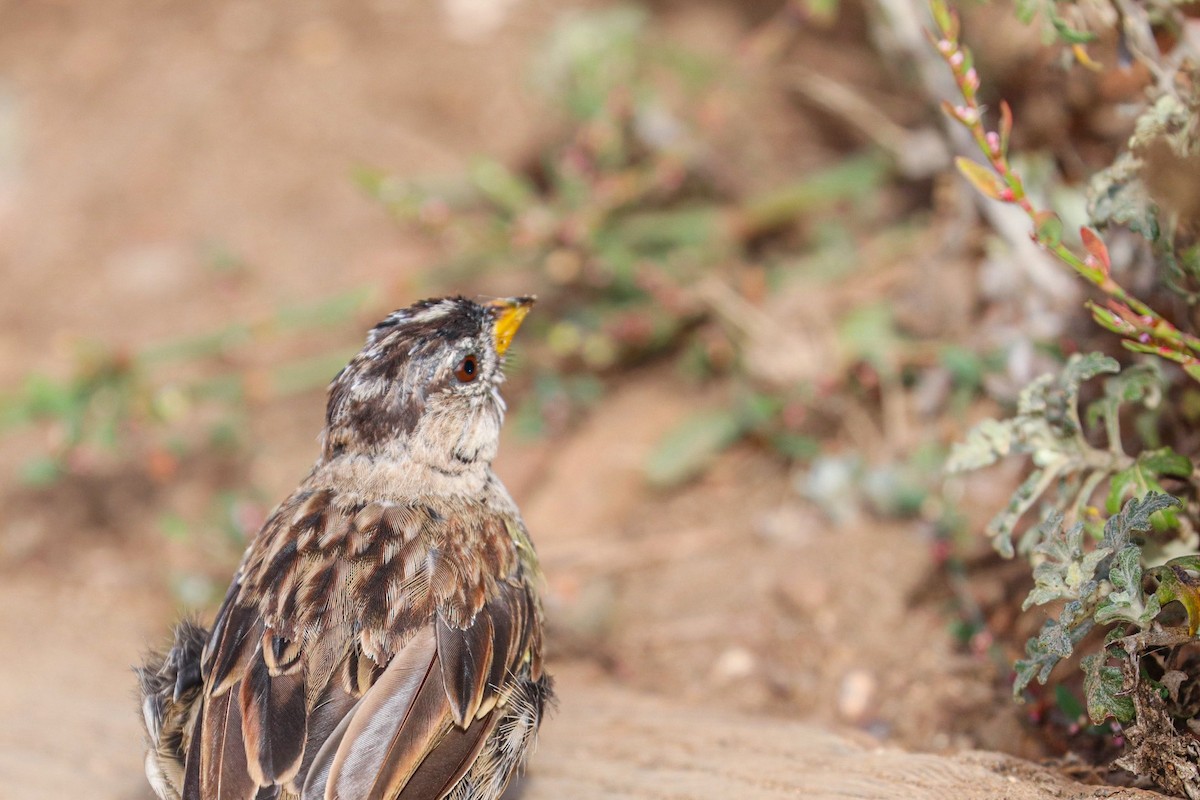 White-crowned Sparrow (Yellow-billed) - ML622770045