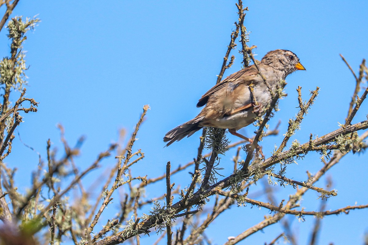 White-crowned Sparrow (Yellow-billed) - ML622770046