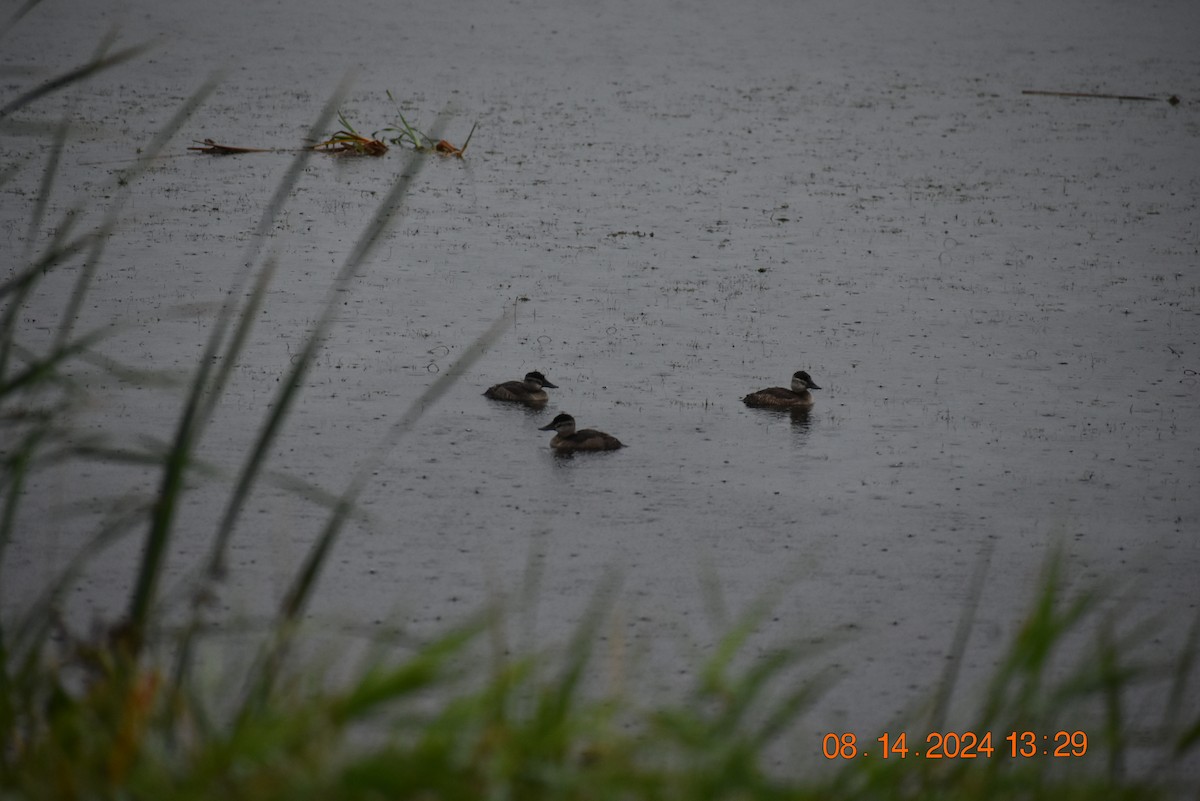 Ruddy Duck - ML622770082