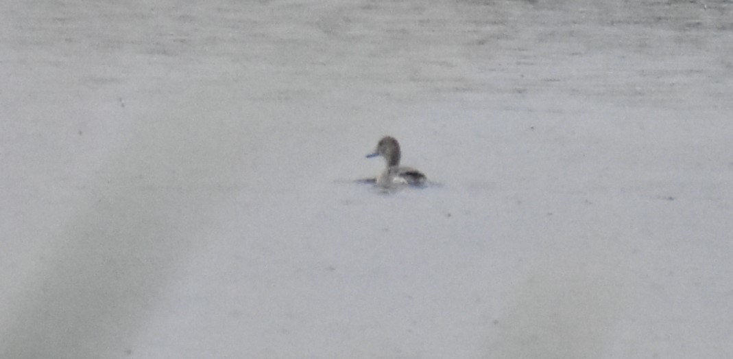 Gadwall - Deb Muzzy