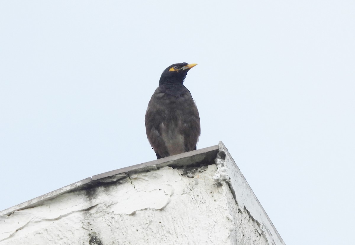 Common Myna - Manju Sinha