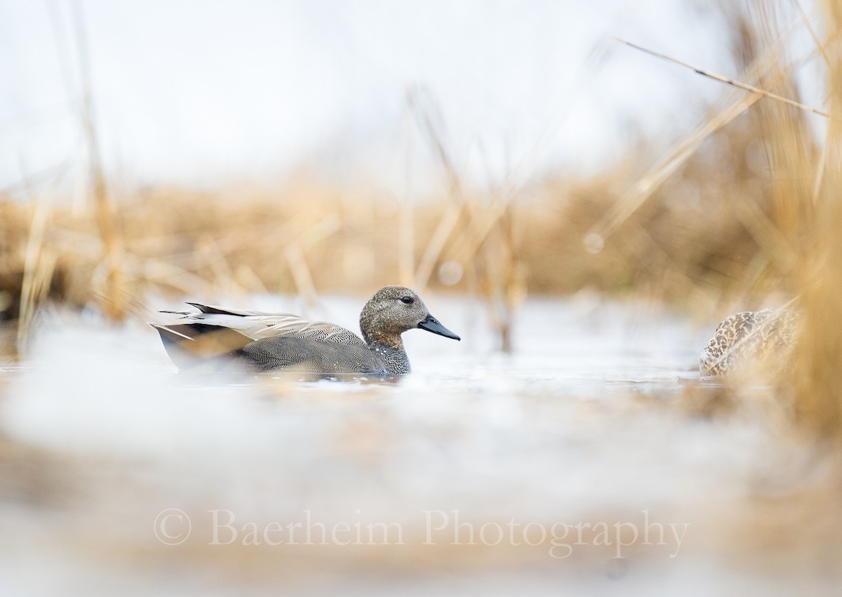 kopřivka obecná - ML622770139