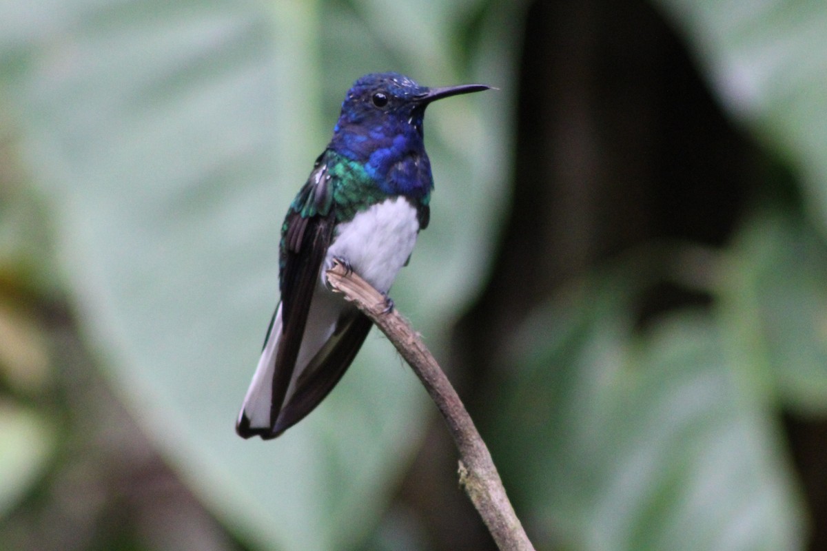 White-necked Jacobin - Tommy DeBardeleben