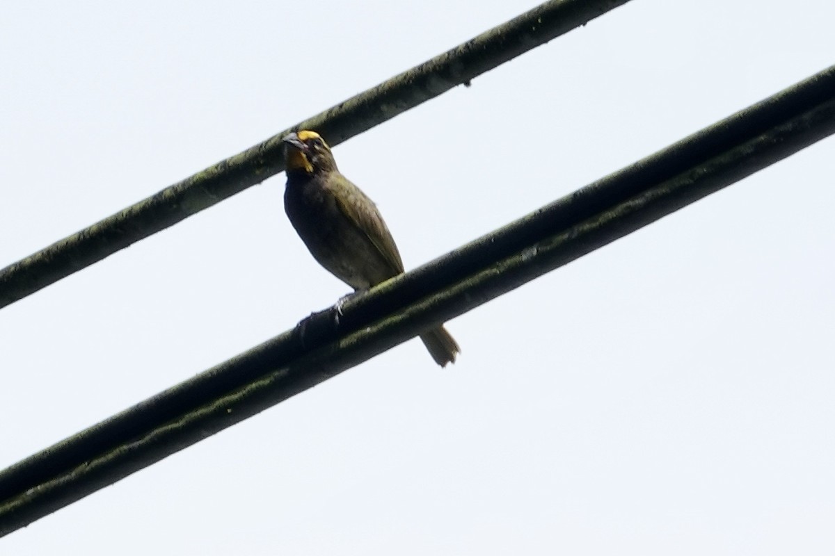 Yellow-faced Grassquit - Chris McVittie