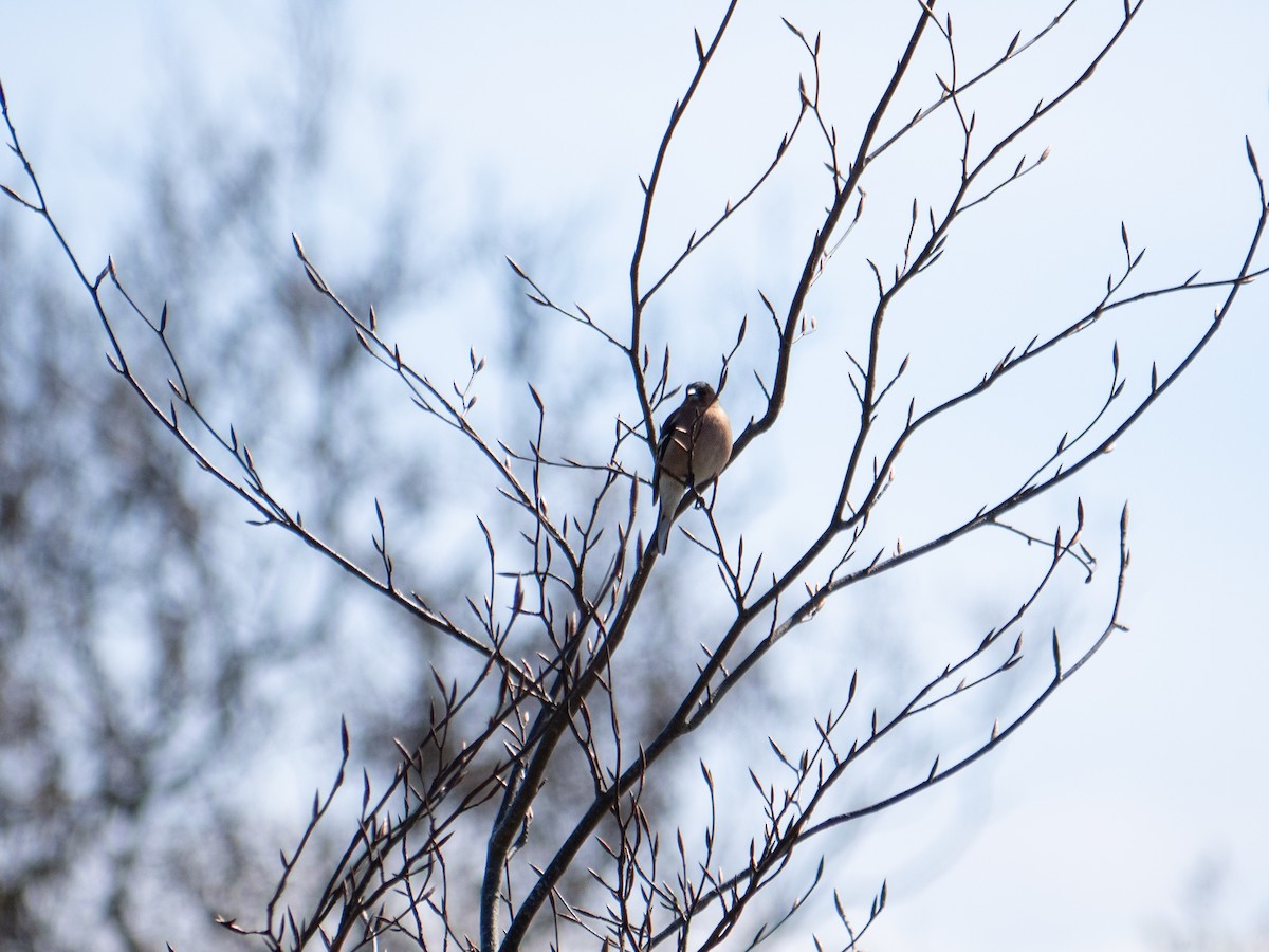 Common Chaffinch - ML622770237