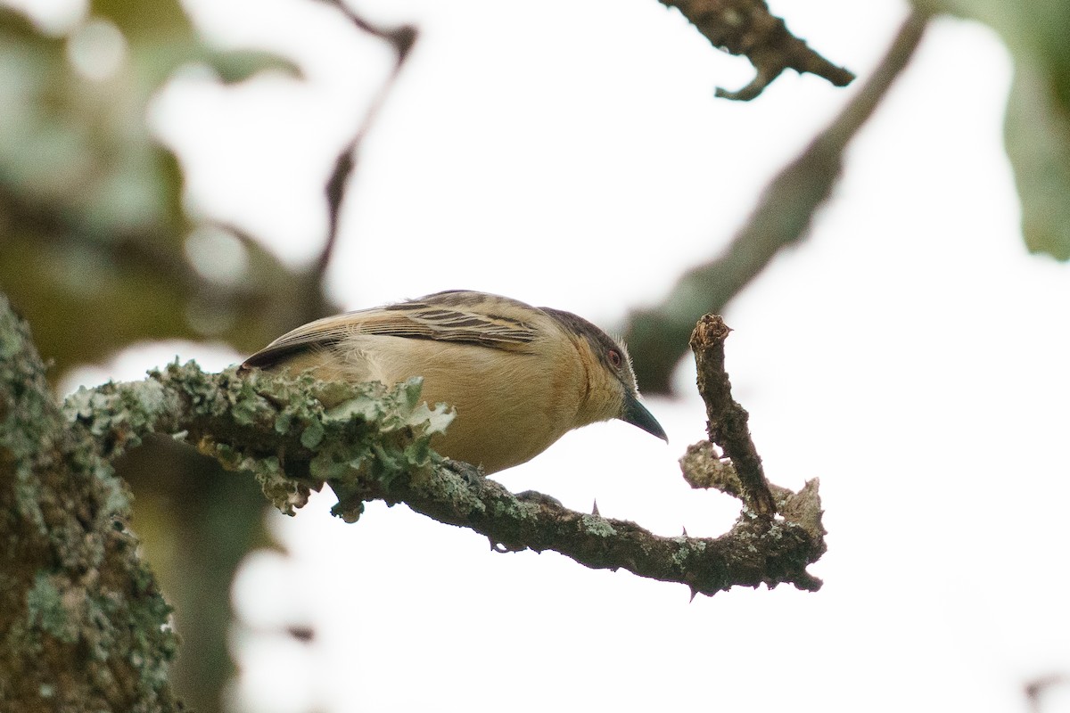 Northern Puffback - ML622770325