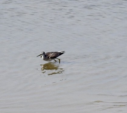 Greater Yellowlegs - ML622770328