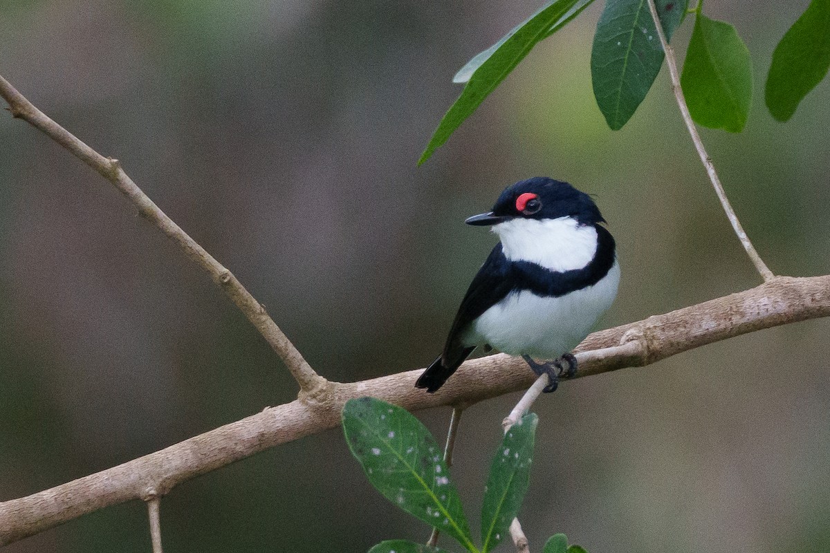 Black-throated Wattle-eye - ML622770374